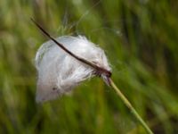 Eriophorum angustifolium ssp. angustifolium Skanörs ljung, Falsterbohalvön, Vellinge, Skåne, Sweden 20170627_0100