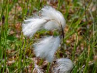 Eriophorum latifolium Simris strandäng, Simrishamn, Skåne, Sweden 20180601_0240