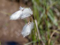 Eriophorum latifolium Simris strandmark, Simrishamn, Skåne, Sweden 20130606-111