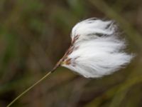 Eriophorum vaginatum Skanörs ljung, Falsterbonäset, Vellinge, Skåne, Sweden 20150628_0066