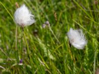 Eriophorum vaginatum Sularpskärret, Lund, Skåne, Sweden 20230603_0038