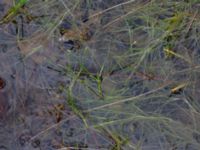 Isolepis fluitans Gloppe, Varberg, Halland, Sweden 20190716_0242