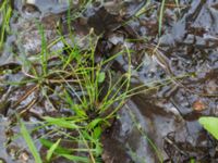 Isolepis setacea Ravlunda skjutfält, Simrishamn, Skåne, Sweden 20170730_0134