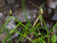 Isolepis setacea Ravlunda skjutfält, Simrishamn, Skåne, Sweden 20170730_0141