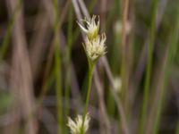 Rhynchospora alba Hunneröds mosse, Svedala, Skåne, Sweden 20160714_0011