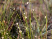 Rhynchospora alba Skanörs ljung, Falsterbohalvön, Vellinge, Skåne, Sweden 20150823_0012