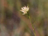 Rhynchospora alba Skanörs ljung, Falsterbohalvön, Vellinge, Skåne, Sweden 20150823_0014