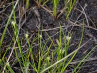 Rhynchospora alba Skanörs ljung, Falsterbohalvön, Vellinge, Skåne, Sweden 20170627_0093