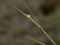 Rhynchospora alba Skanörs ljung, Falsterbohalvön, Vellinge, Skåne, Sweden 20170627_0097