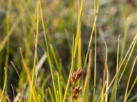 Rhynchospora fusca Skanörs ljung, Falsterbohalvön, Vellinge, Skåne, Sweden 20150823_0044