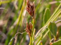 Rhynchospora fusca Skanörs ljung, Falsterbohalvön, Vellinge, Skåne, Sweden 20150823_0048