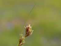 Rhynchospora fusca Skanörs ljung, Falsterbohalvön, Vellinge, Skåne, Sweden 20170627_0001