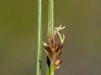 Rhynchospora fusca Skanörs ljung, Falsterbohalvön, Vellinge, Skåne, Sweden 20170627_0079