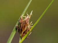 Rhynchospora fusca Skanörs ljung, Falsterbohalvön, Vellinge, Skåne, Sweden 20170627_0082