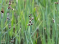 Schoenoplectus lacustris Banvallen S handikappbadet, Ribersborg, Malmö, Skåne, Sweden 20170616_0028