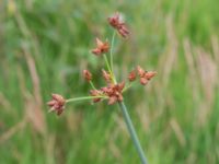 Schoenoplectus lacustris Dammar Gränsvägen, Åkarp, Burlöv, Skåne, Sweden 20240714_0154