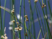 Schoenoplectus lacustris Doktorspromenaden, Falkenberg, Halland, Sweden 20160605_0185