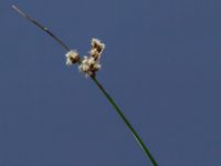 Schoenoplectus lacustris Doktorspromenaden, Falkenberg, Halland, Sweden 20160605_0186