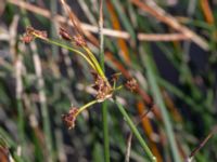 Schoenoplectus lacustris Sege å, Södra ängen, Toarp, Malmö, Skåne, Sweden 20220624_0095