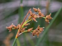 Schoenoplectus lacustris Toarpsdammen, Malmö, Skåne, Sweden 20150723_0083