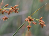 Schoenoplectus lacustris Toarpsdammen, Malmö, Skåne, Sweden 20150723_0084