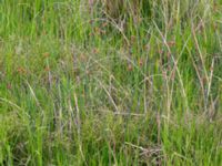 Schoenoplectus tabernaemontani Bakdjupet, Skanör, Falsterbohalvön, Vellinge, Skåne, Sweden 20160617_0228