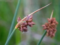 Schoenoplectus tabernaemontani Bakdjupet, Skanör, Falsterbohalvön, Vellinge, Skåne, Sweden 20160617_0251