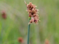 Schoenoplectus tabernaemontani Bakdjupet, Skanör, Falsterbohalvön, Vellinge, Skåne, Sweden 20160617_0252