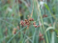 Schoenoplectus tabernaemontani Tjustorps industriby, Svedala, Skåne, Sweden 20170701_0117