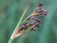 Schoenoplectus tabernaemontani Tjustorps industriby, Svedala, Skåne, Sweden 20170701_0118