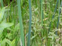 Schoenoplectus tabernaemontani Tjustorps industriby, Svedala, Skåne, Sweden 20170701_0120