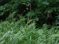 Scirpus sylvaticus Hästhagen, Skurup, Skåne, Sweden 20170730_0028