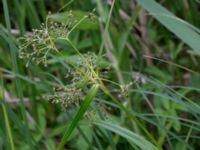 Scirpus sylvaticus Husie mosse, Malmö, Skåne, Sweden 20150623_0067