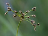 Scirpus sylvaticus Husie mosse, Malmö, Skåne, Sweden 20150623_0074