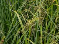 Scirpus sylvaticus Kungsmarken, Lund, Skåne, Sweden 20170624_0079