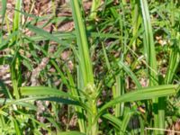 Scirpus sylvaticus Stintorp, Söderköping, Östergötland, Sweden 20190608_0405