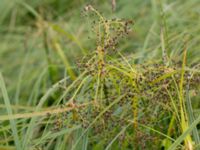 Scirpus sylvaticus Toarpsdammen, Malmö, Skåne, Sweden 20150723_0092