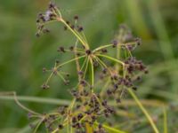 Scirpus sylvaticus Toarpsdammen, Malmö, Skåne, Sweden 20150723_0093