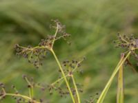 Scirpus sylvaticus Toarpsdammen, Malmö, Skåne, Sweden 20150723_0094