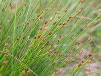 Trichophorum cespitosum Skanörs ljung, Falsterbonäset, Vellinge, Skåne, Sweden 20150628_0073