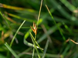 Blysmus compressus - Flat-sedge - Plattsäv