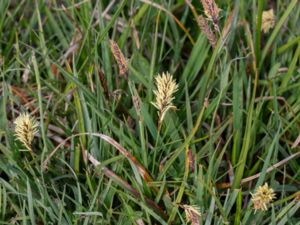 Carex caryophyllea - Spring-Sedge - Vårstarr