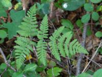 Gymnocarpium robertianum Gyetorpskärret, Kristianstad, Skåne, Sweden 20160628_0074