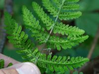 Gymnocarpium robertianum Gyetorpskärret, Kristianstad, Skåne, Sweden 20160628_0076