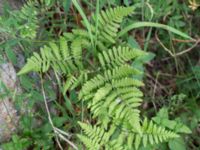 Gymnocarpium robertianum Gyetorpskärret, Kristianstad, Skåne, Sweden 20160628_0087