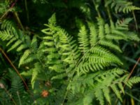 Pteridium aqulinum ssp. lutiusculum Augustas torp, 1.3 km NW Änglarp, Hässleholm, Skåne, Sweden 20180711_0299