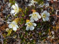 Diapensia lapponica Nordkalottenleden, Torne lappmark, Lappland, Sweden 20150709_0720