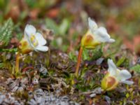 Diapensia lapponica Nordkalottenleden, Torne lappmark, Lappland, Sweden 20150709_0721