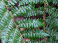 Dryopteris braunii Söderåsens nationalpark, Svalöv, Skåne, Sweden 20150723_0041