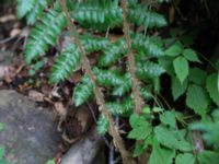 Dryopteris braunii Söderåsens nationalpark, Svalöv, Skåne, Sweden 20150723_0042